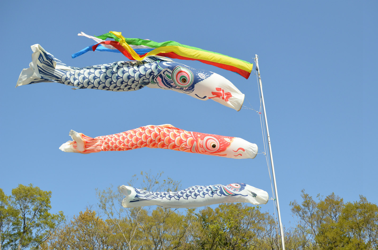 carp streamers