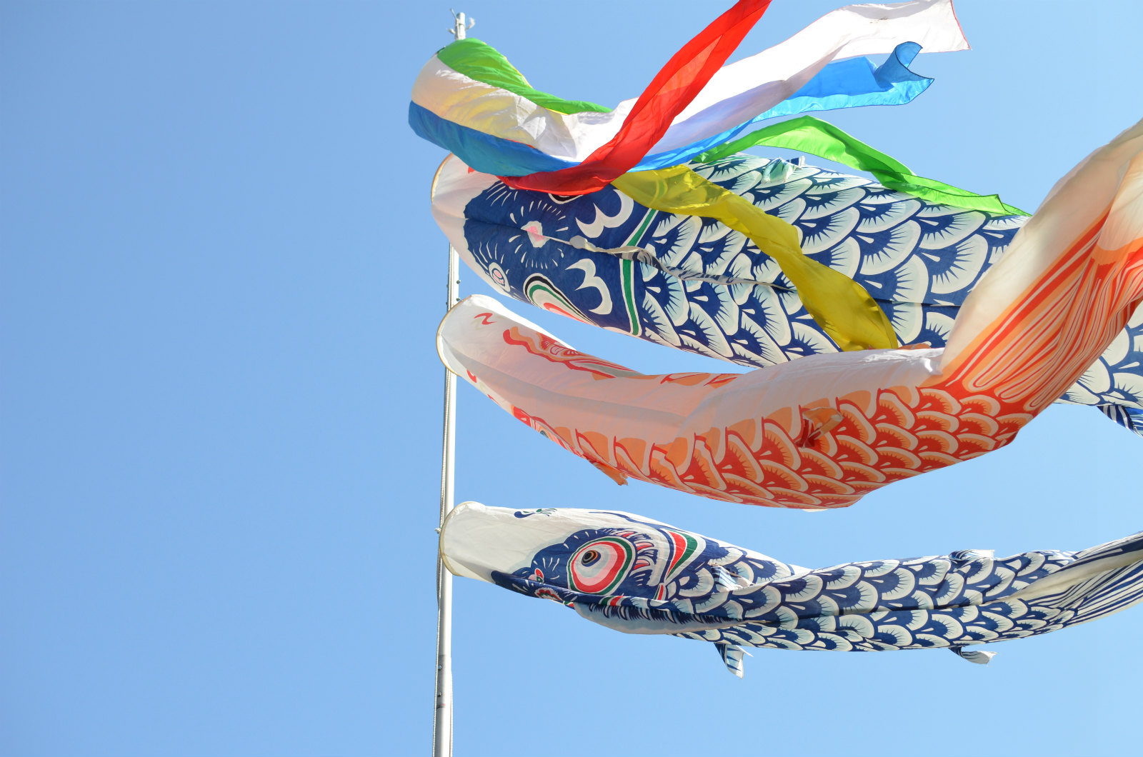 carp streamers